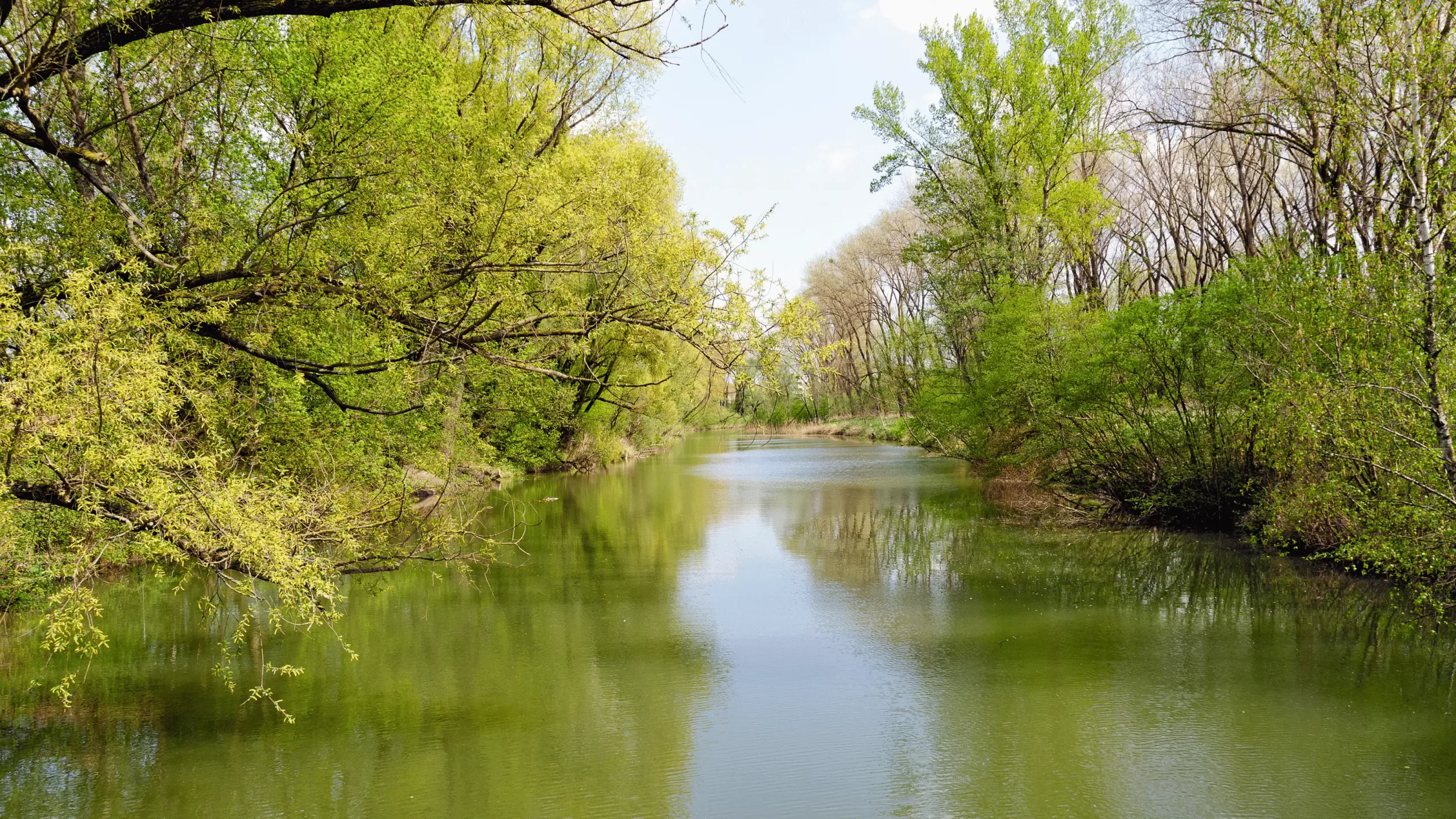 What are Carbon Sinks and How they Impact Environment?