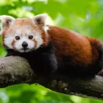 Red Pandas