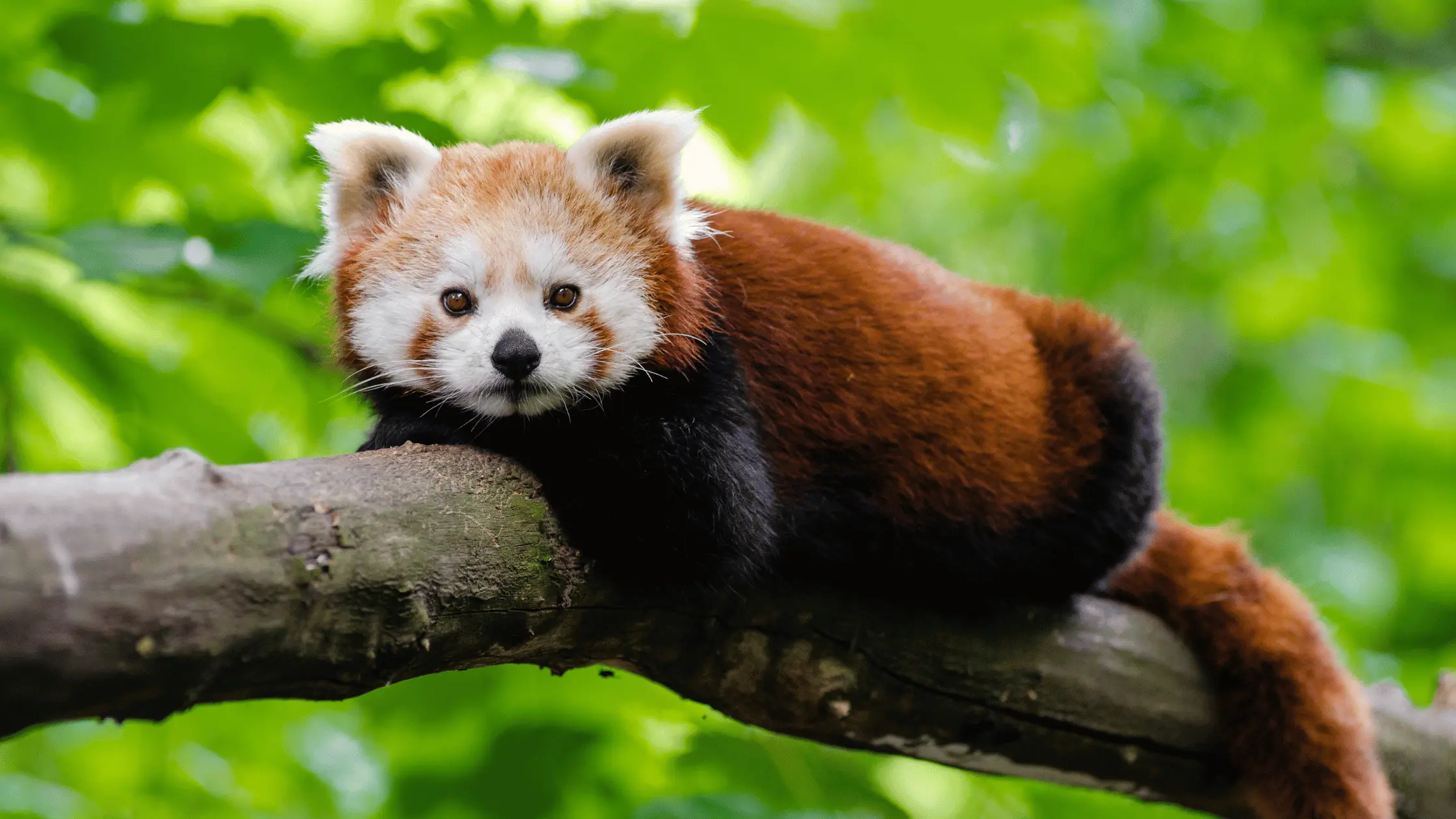 Red Pandas