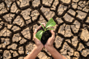 boy are stand holding seedlings are in dry land in a warming wor