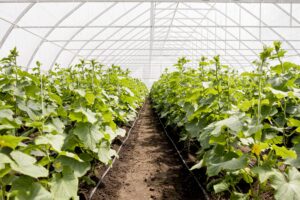 long-shot-greenhouse-plant-rows (1)
