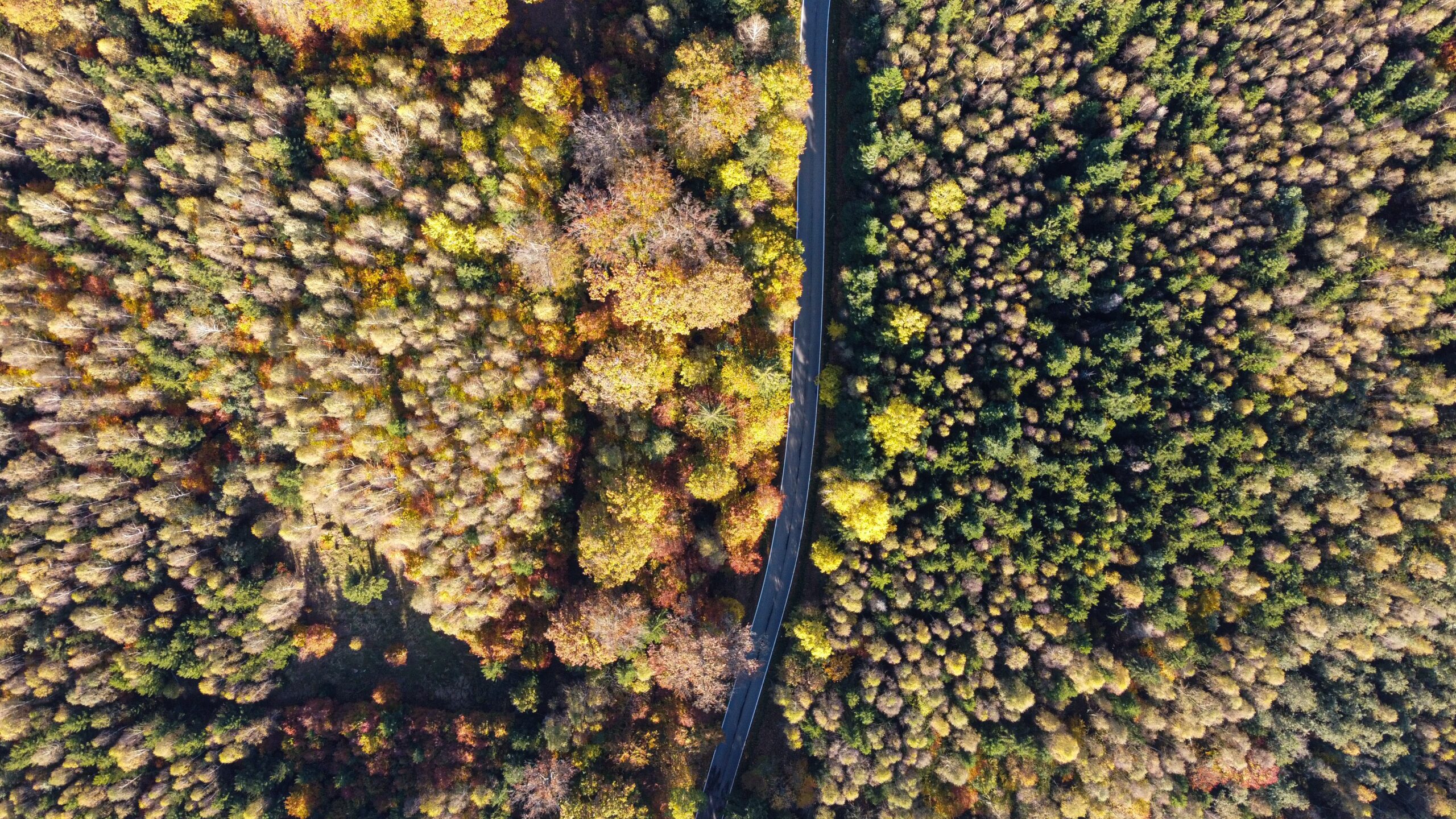 What is afforestation and how to create a Forest? - BuzzEnviro.com