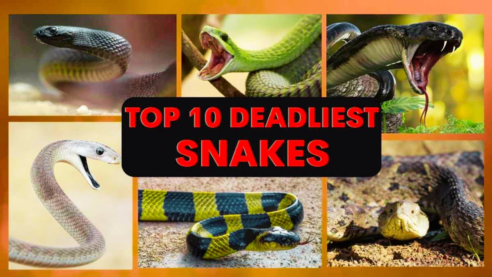 All About Most Venomous Snakes