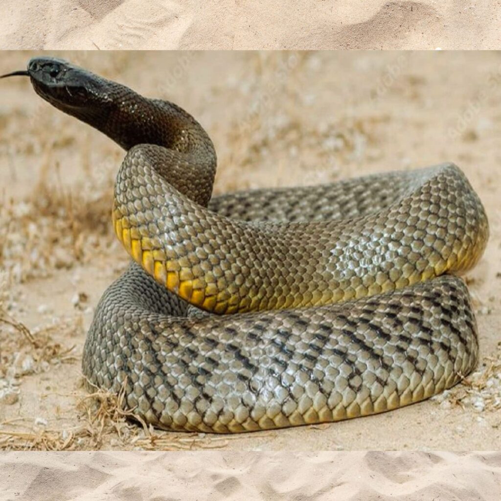 Inland Taipan Buzzenviro