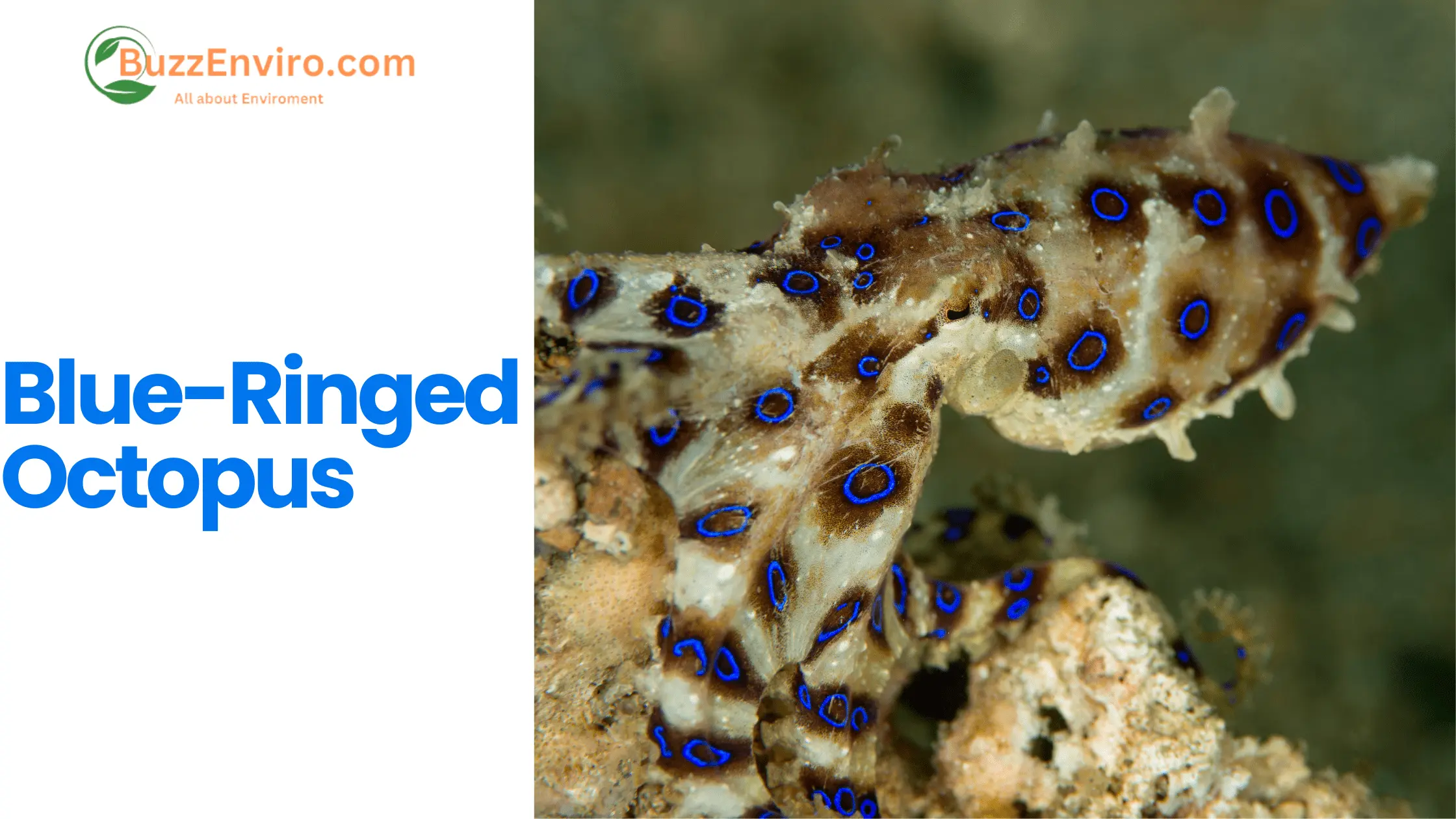 Nature Hidden Gem: Blue-Ringed Octopus