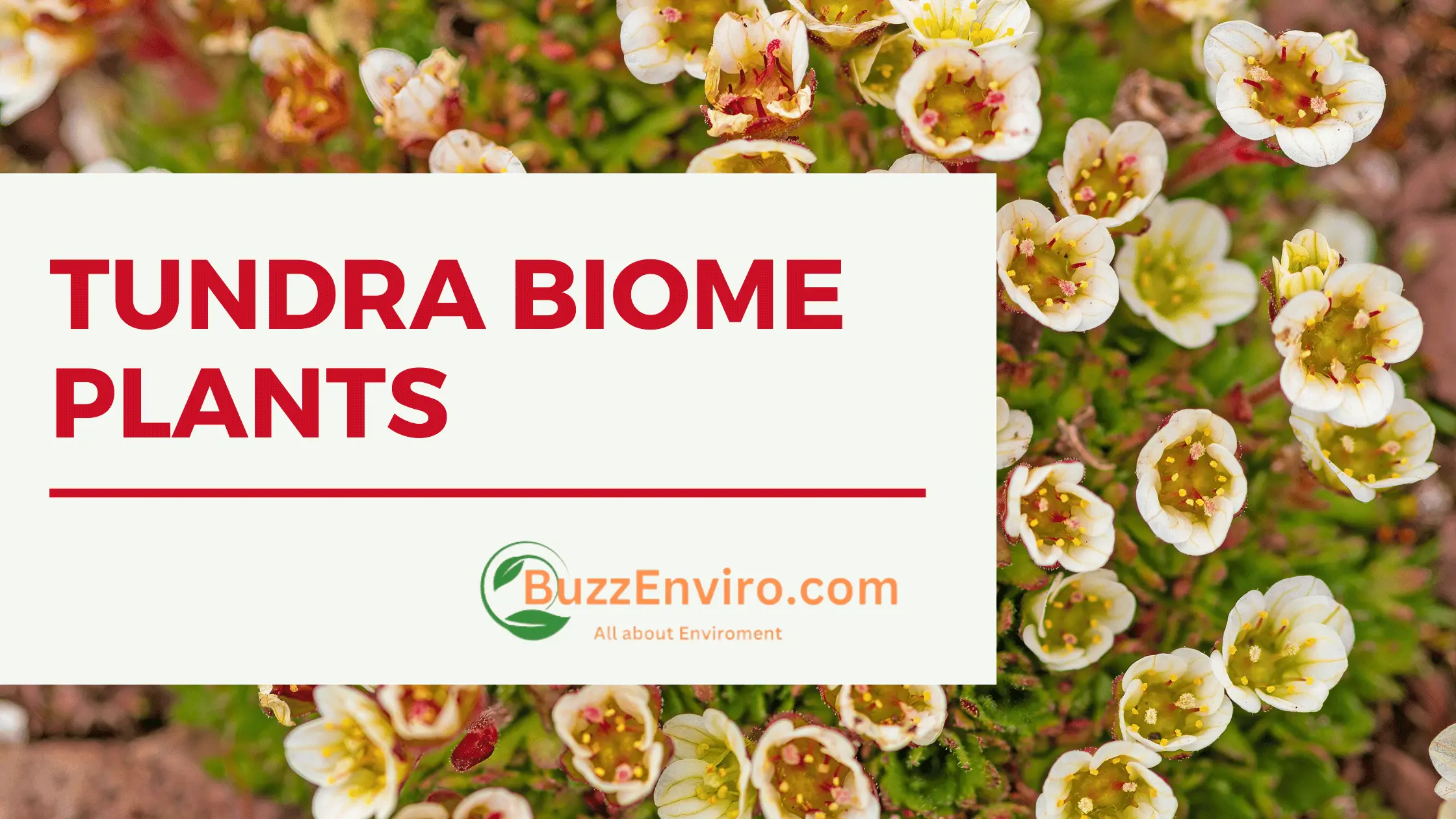 10 Amazing Tundra Biome Plants