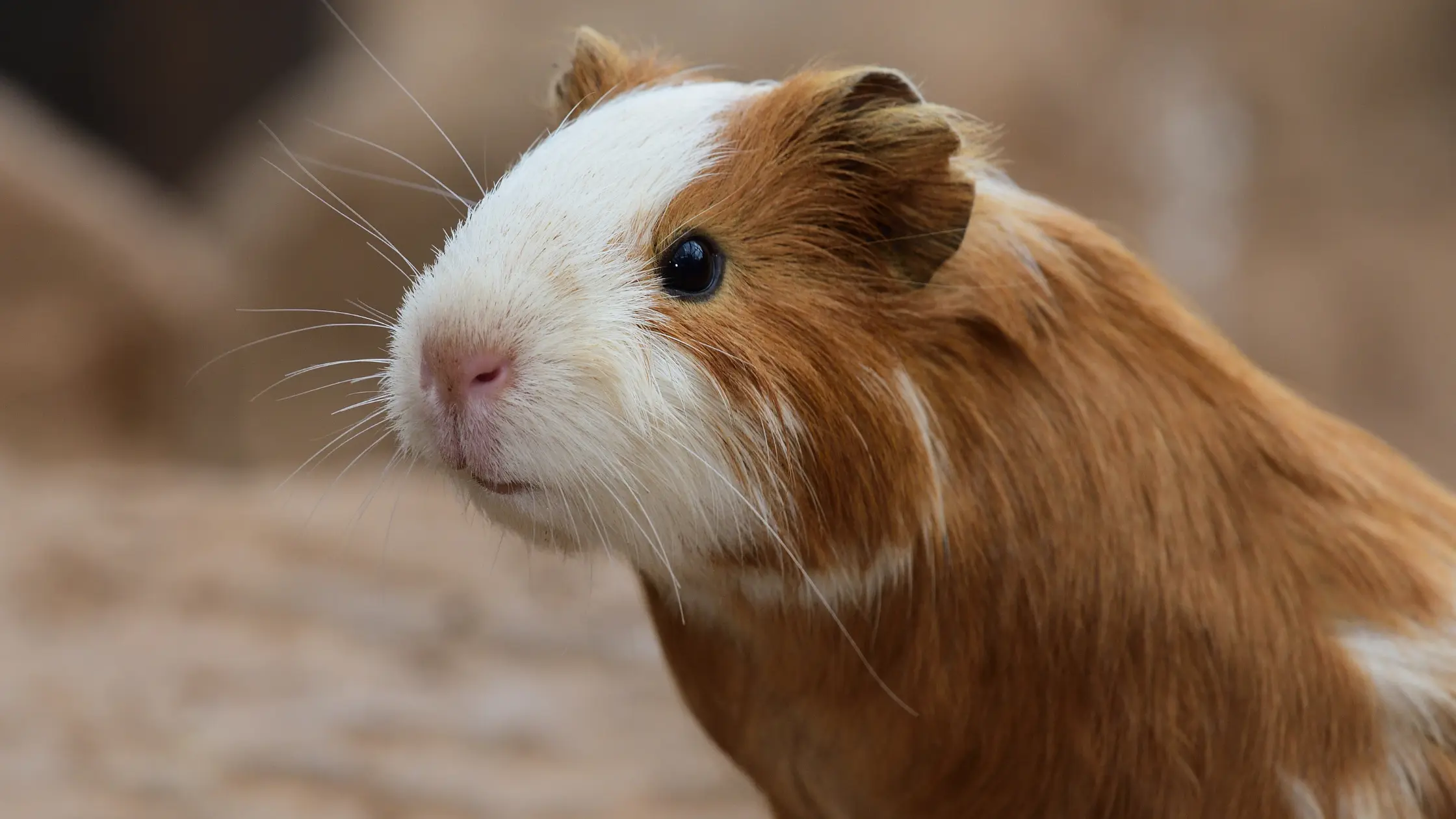 American Guinea Pig