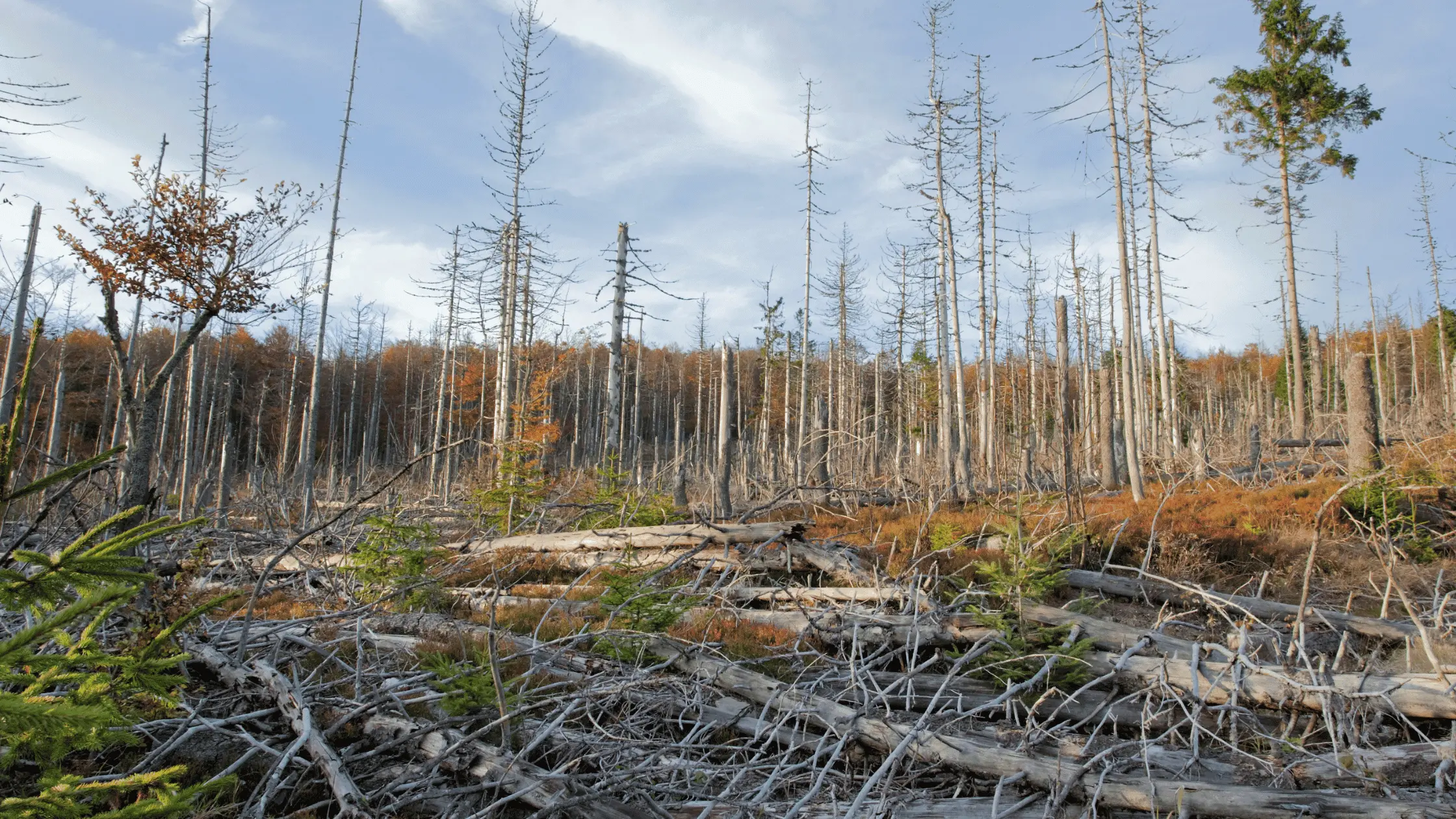 What is Acid Rain? and its Impact on Environment