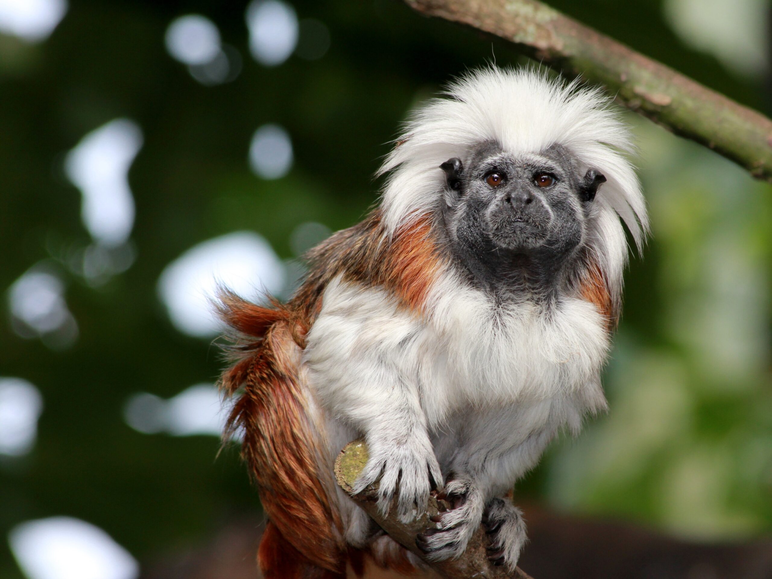 Zanzibar Red Colobus-Some Interesting Facts