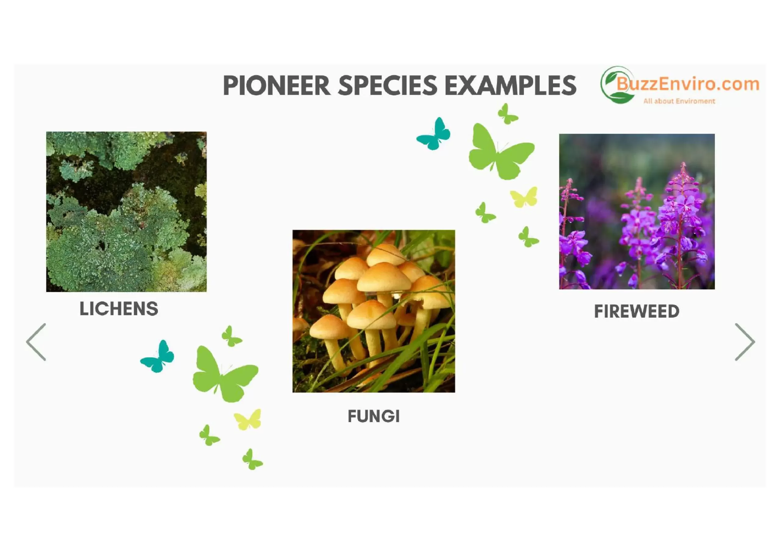 Example of Pioneer species