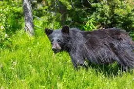 Boreal Forest