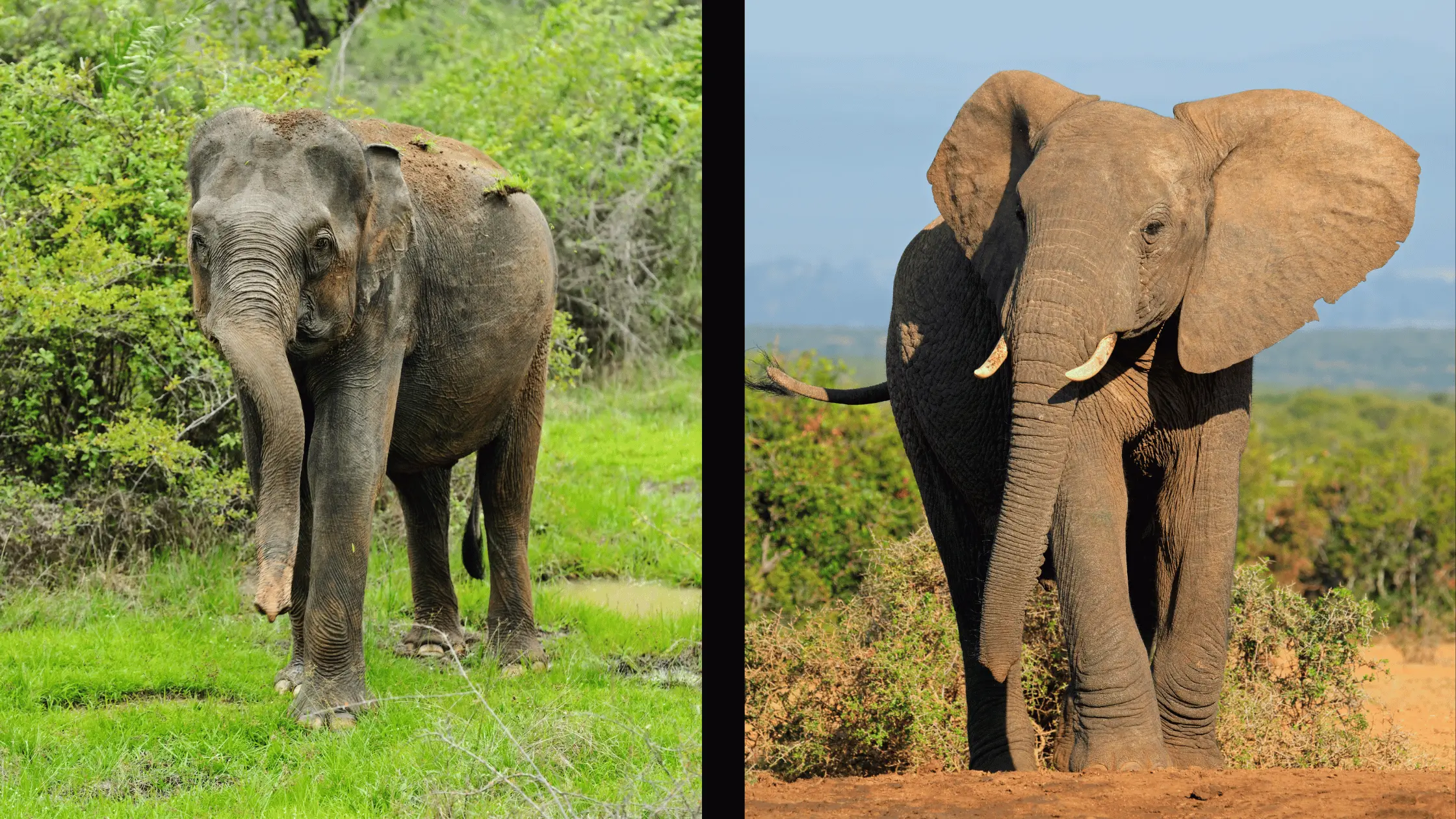 Indian Elephant Vs African Elephant