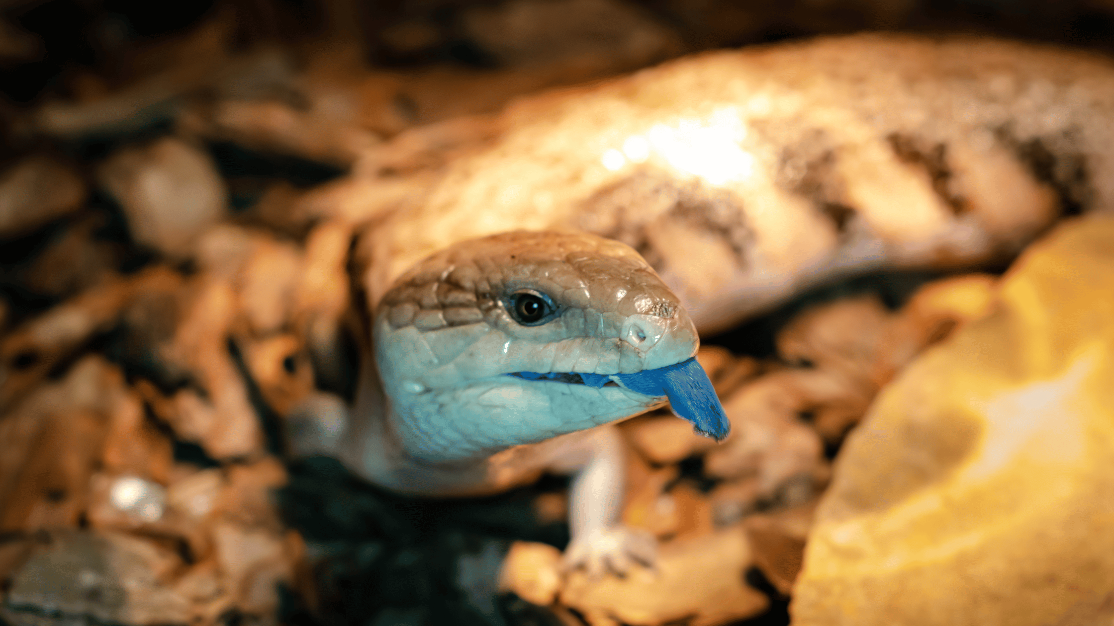 Animal with Blue tongue