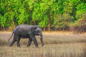 Indian Elephant Vs African Elephant 