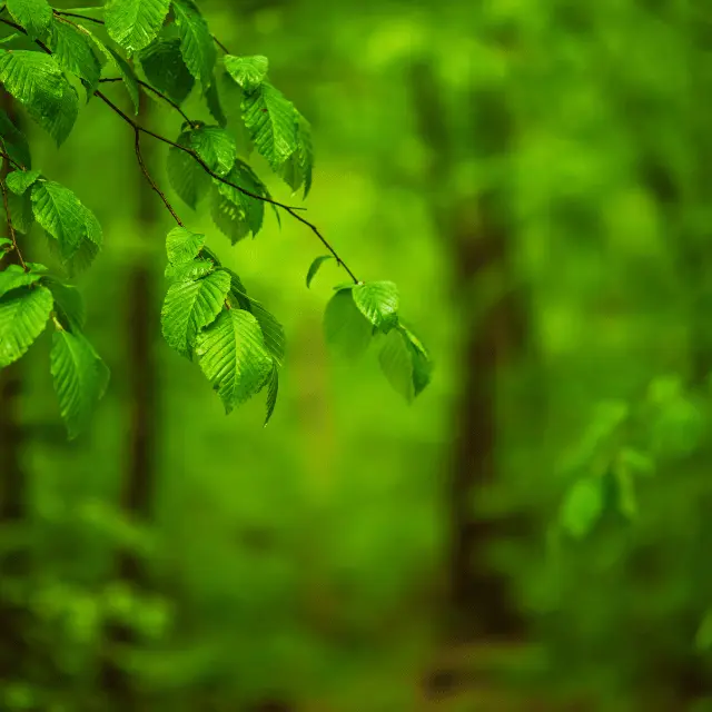 Carbon Sinks 