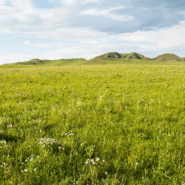 Carbon Sinks 