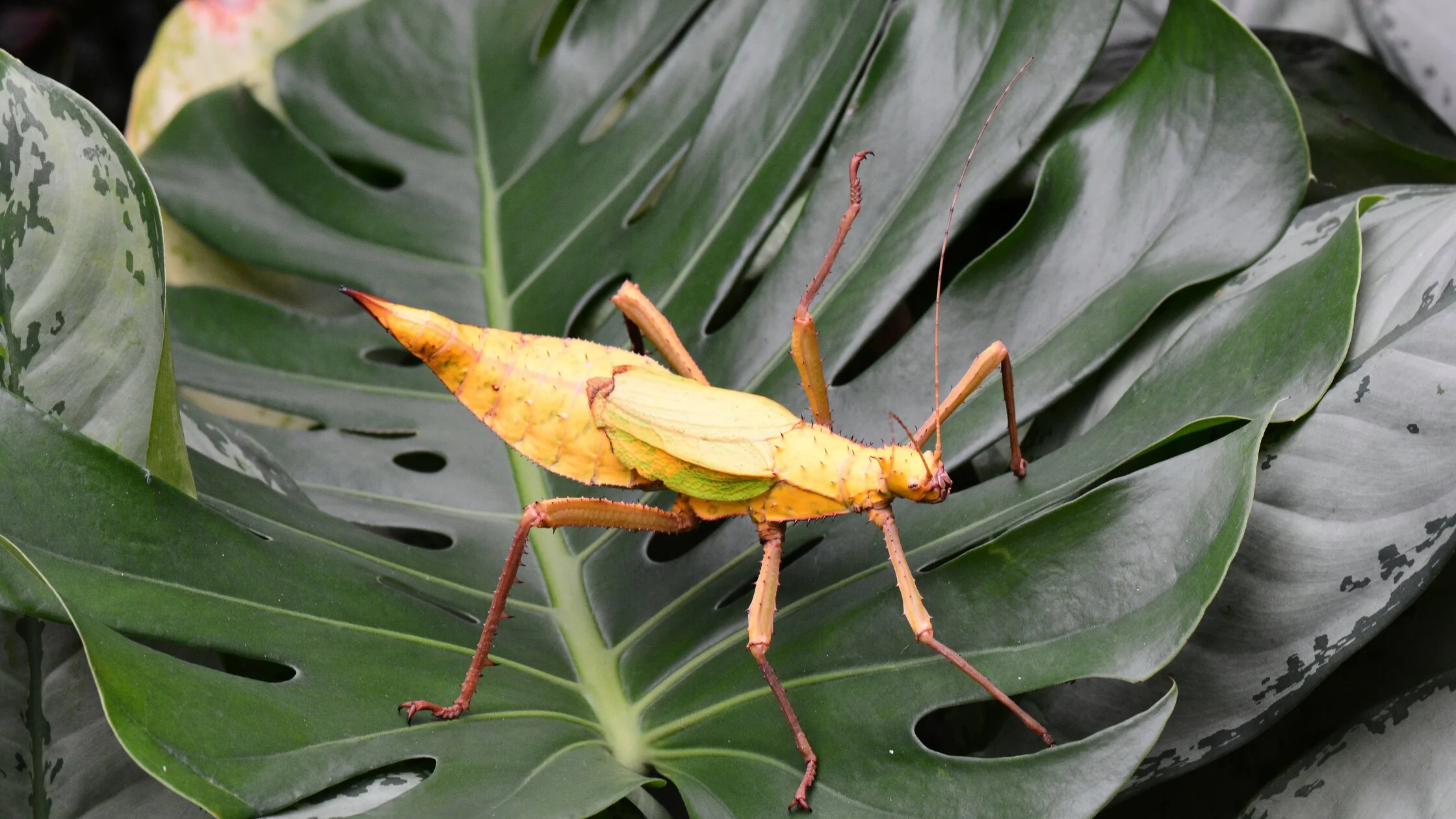 largest insects in the world