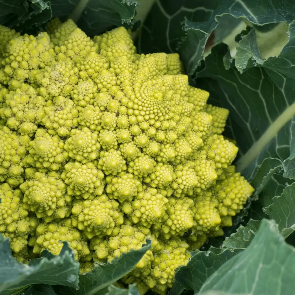 Fractals in Nature