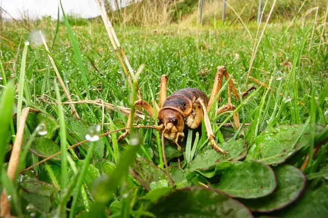 largest insect in the world 