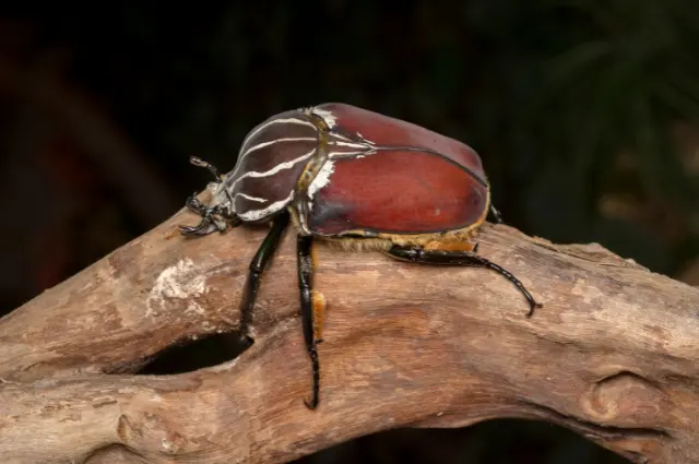 largest insects in the world 