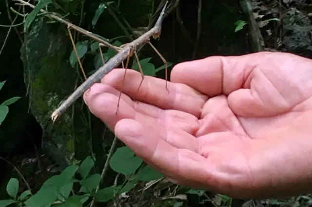 largest insect in the world 