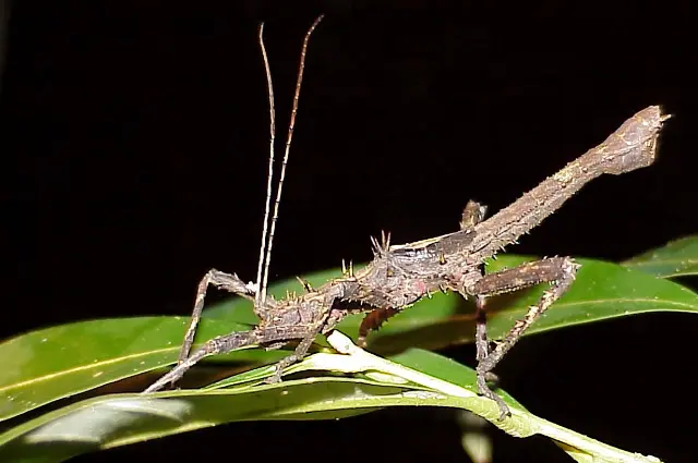 largest insects in the world 