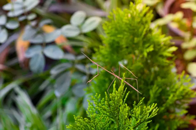 largest insect in the world 