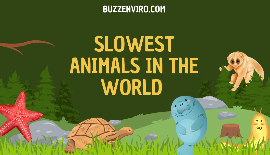 7 Slowest Animals in the World 