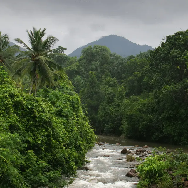 Tropical Forest 