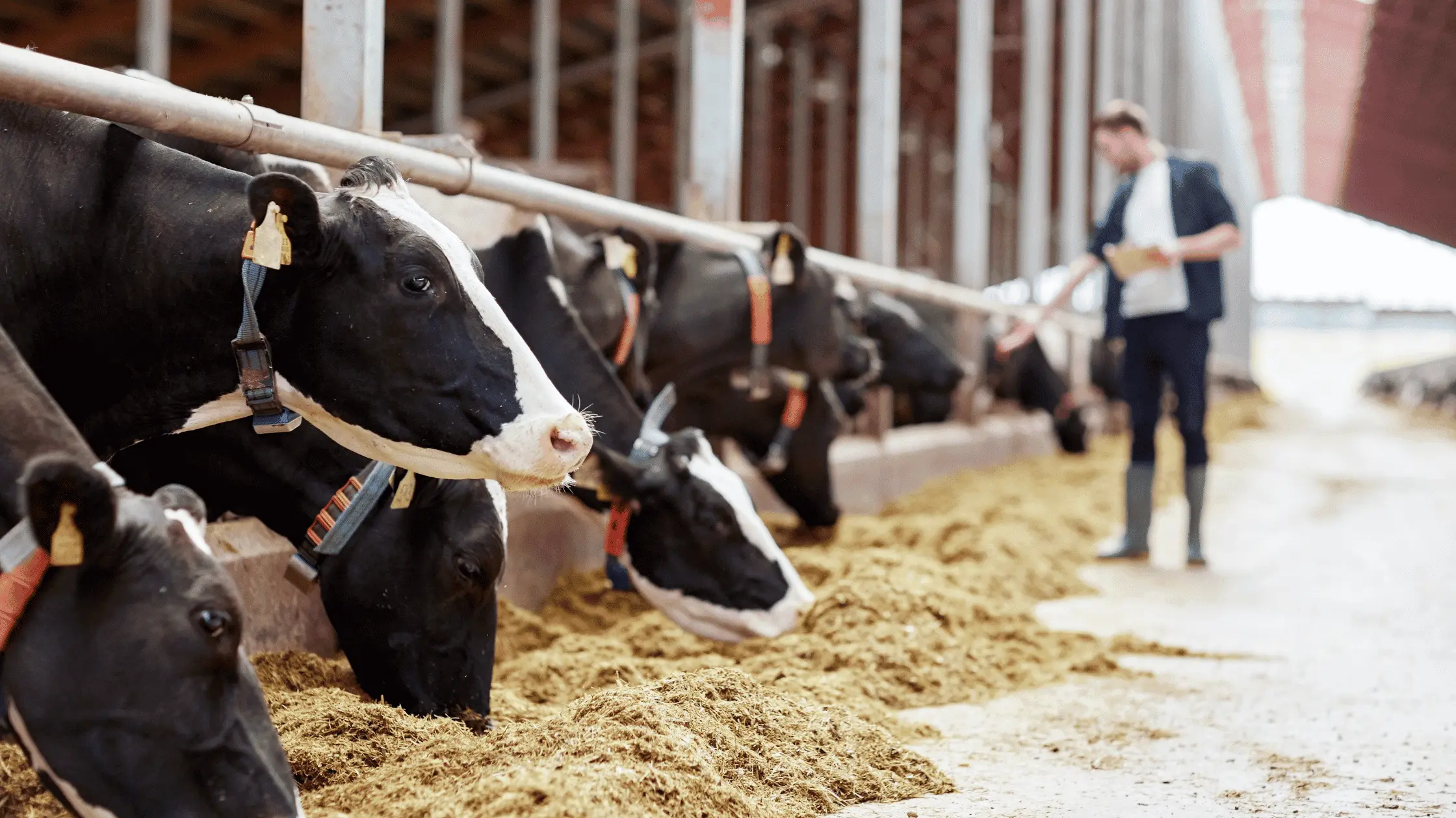 Dairy Farming and Environmental Impacts?