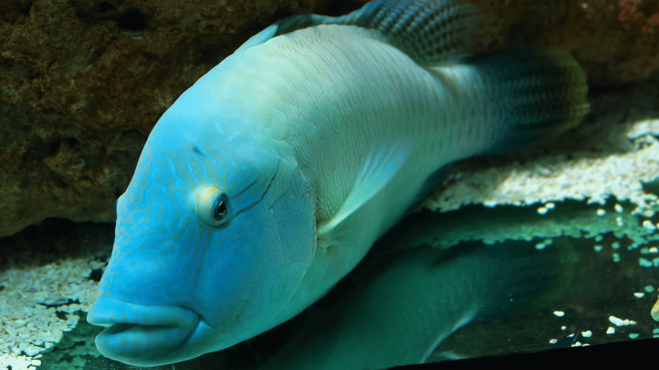 Humphead Wrasse