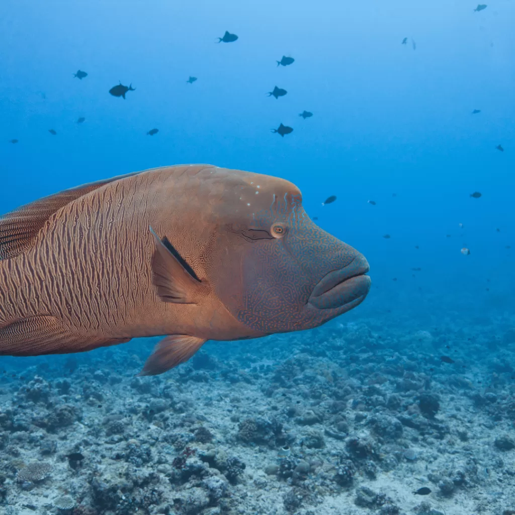 Humphead Wrasse