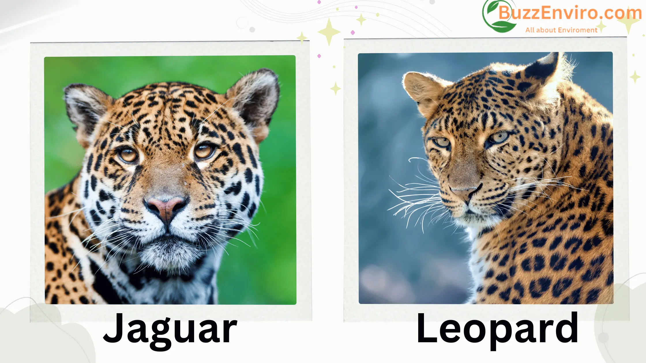 Jaguars and Leopards