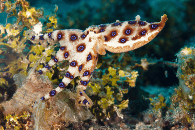 Blue-Ringed Octopus 