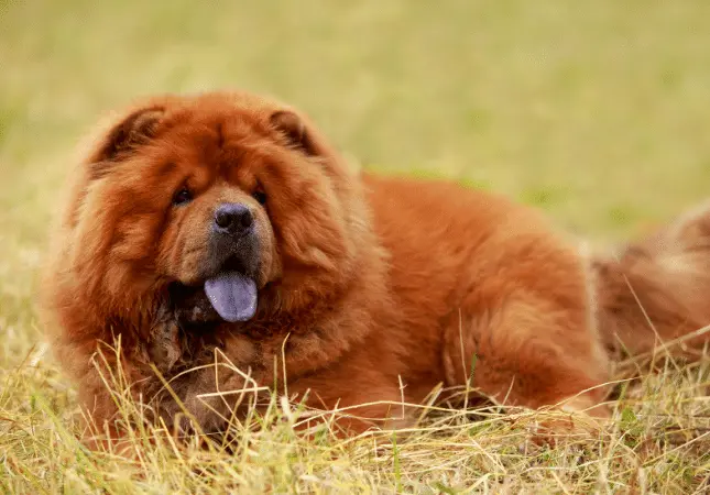 Animals with Blue Tongue