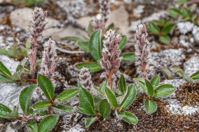  Tundra Biome Plants