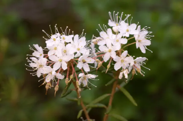  Tundra Biome Plants