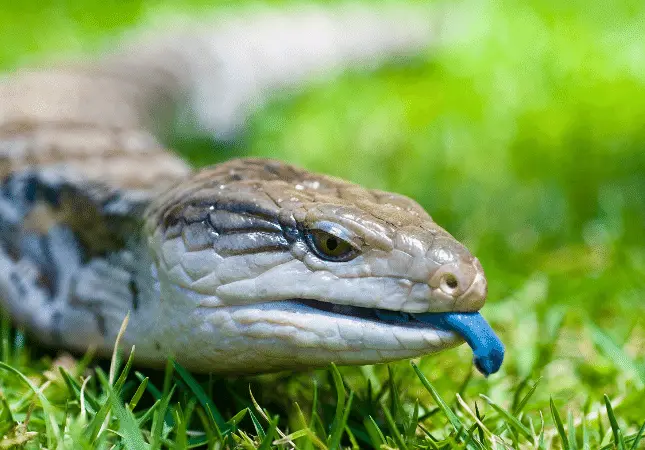 Animals with Blue Tongue