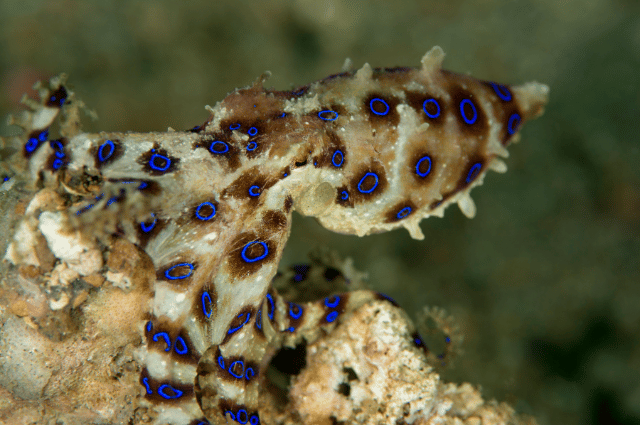 Blue-Ringed Octopus 