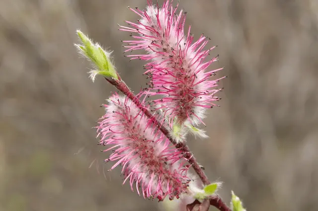  Tundra Biome Plants