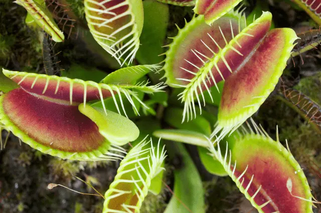 Strangest Plants on Earth