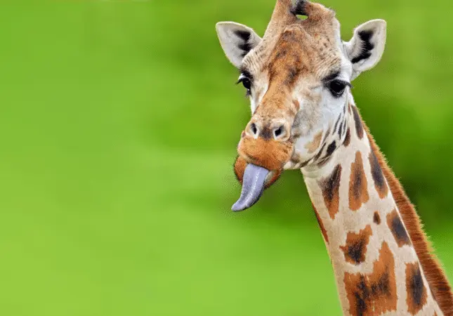 Animals with Blue Tongue