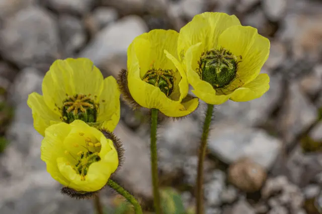  Tundra Biome Plants