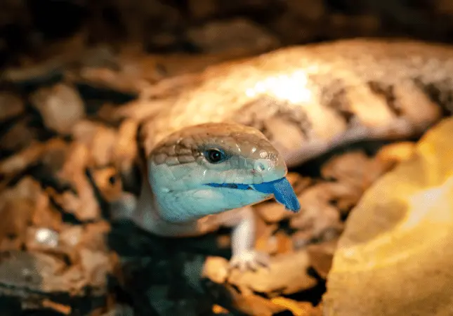 Animals with Blue Tongue