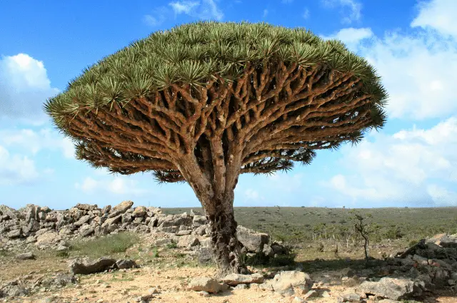 Strangest Plants on Earth