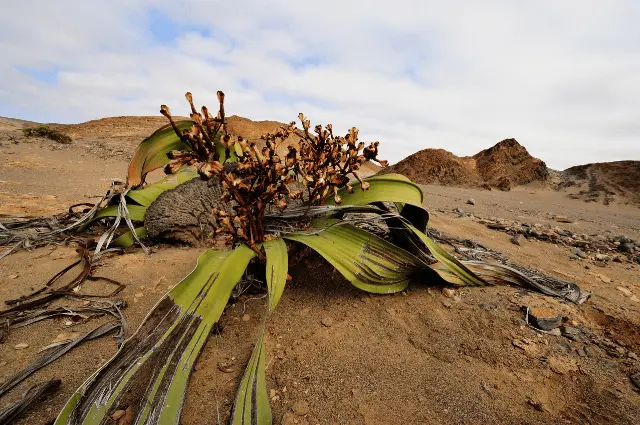 Strangest Plants on Earth