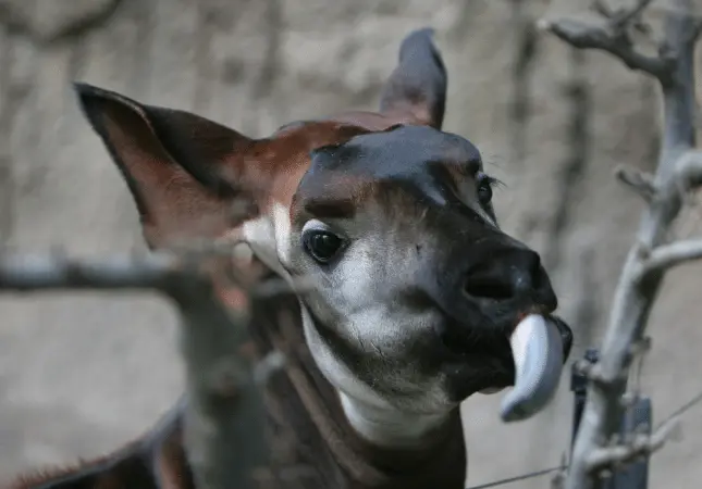 Animals with Blue Tongue