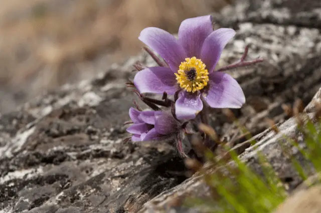  Tundra Biome Plants