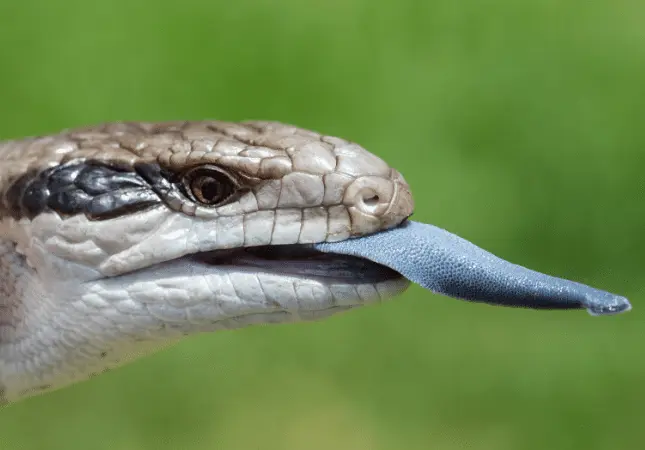 Animals with Blue Tongue