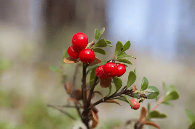  Tundra Biome Plants